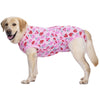 A light-colored dog wearing a pink patterned recovery suit for post-surgery protection.