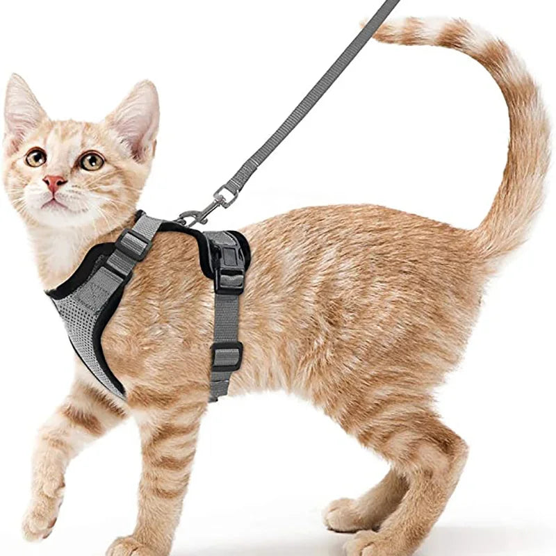 Flauschiger orange tabby Katzen mit grauem, verstellbarem Gehgeschirr und Leine.