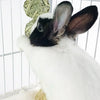 Ein weißer Hase mit schwarz-weißen Markierungen ist in einem Drahtkäfig zu sehen und schaut in die Kamera.