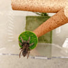 A small, fuzzy spider is displayed on a green moss ball inside a clear glass tube.
