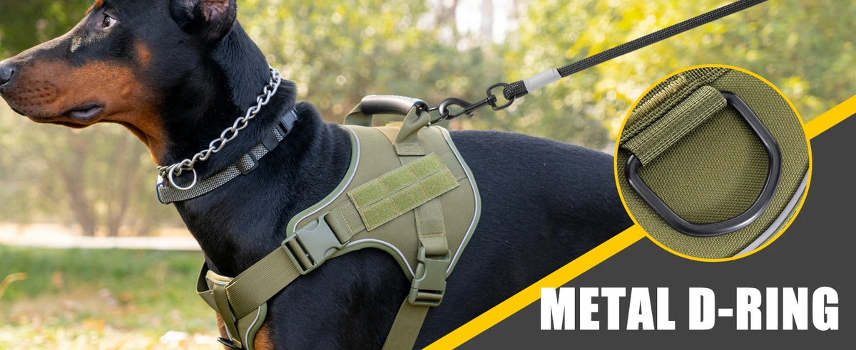 A black dog wearing a tactical harness with a metal D-ring attached to a leash.