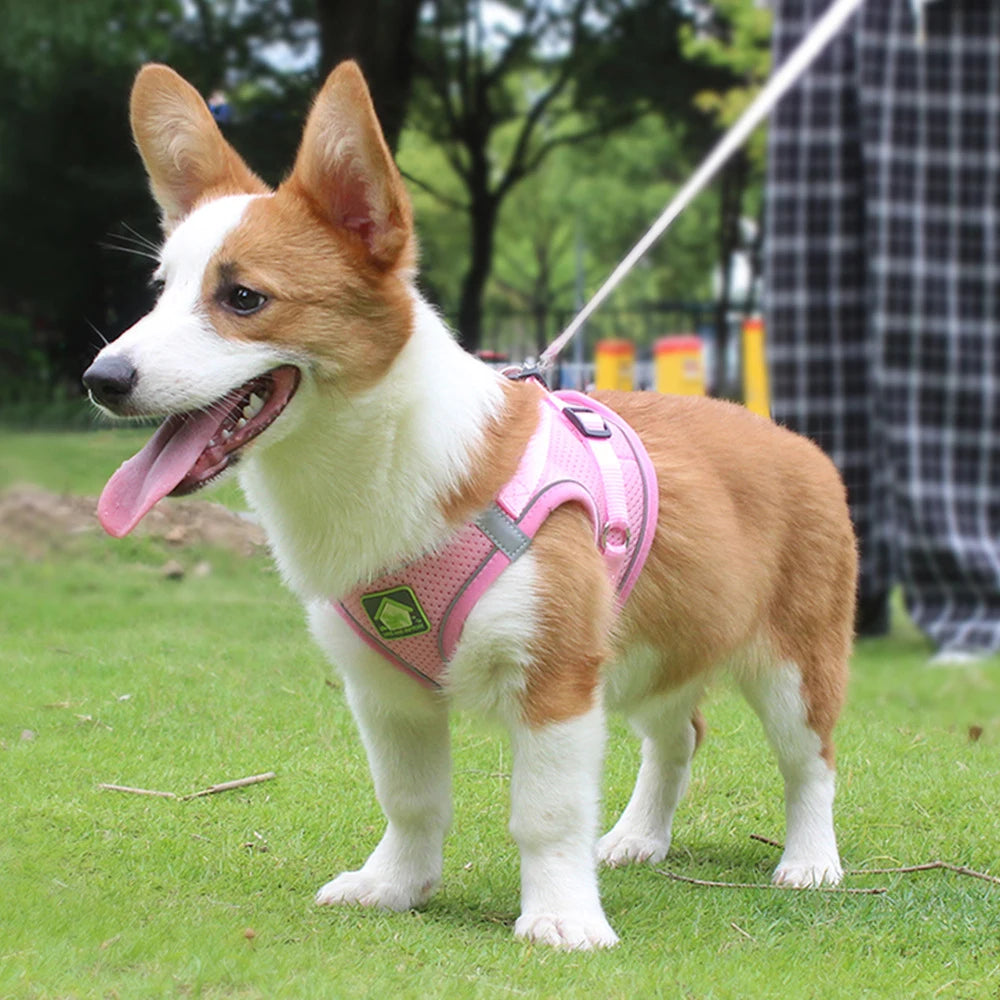 A small, tan and white dog wearing a pink mesh harness is standing on green grass.