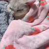A small gray kitten is sleeping on a pink floral pet blanket.