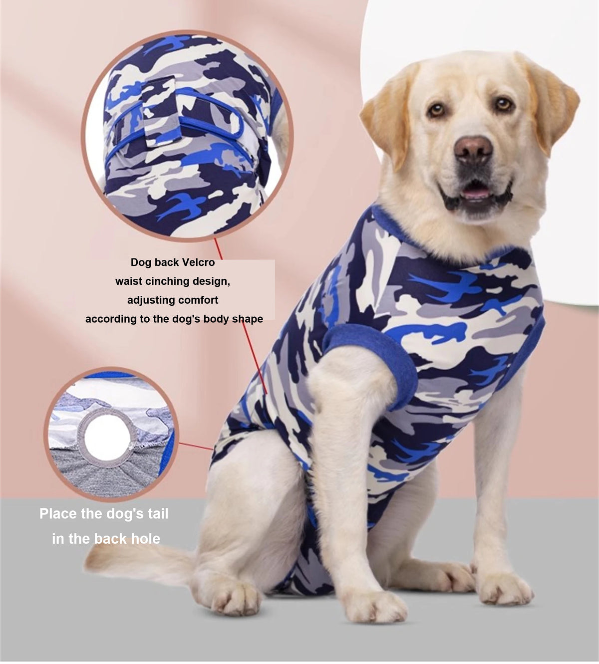A golden retriever wearing a blue and gray camouflage dog vest with a tail hole detail.