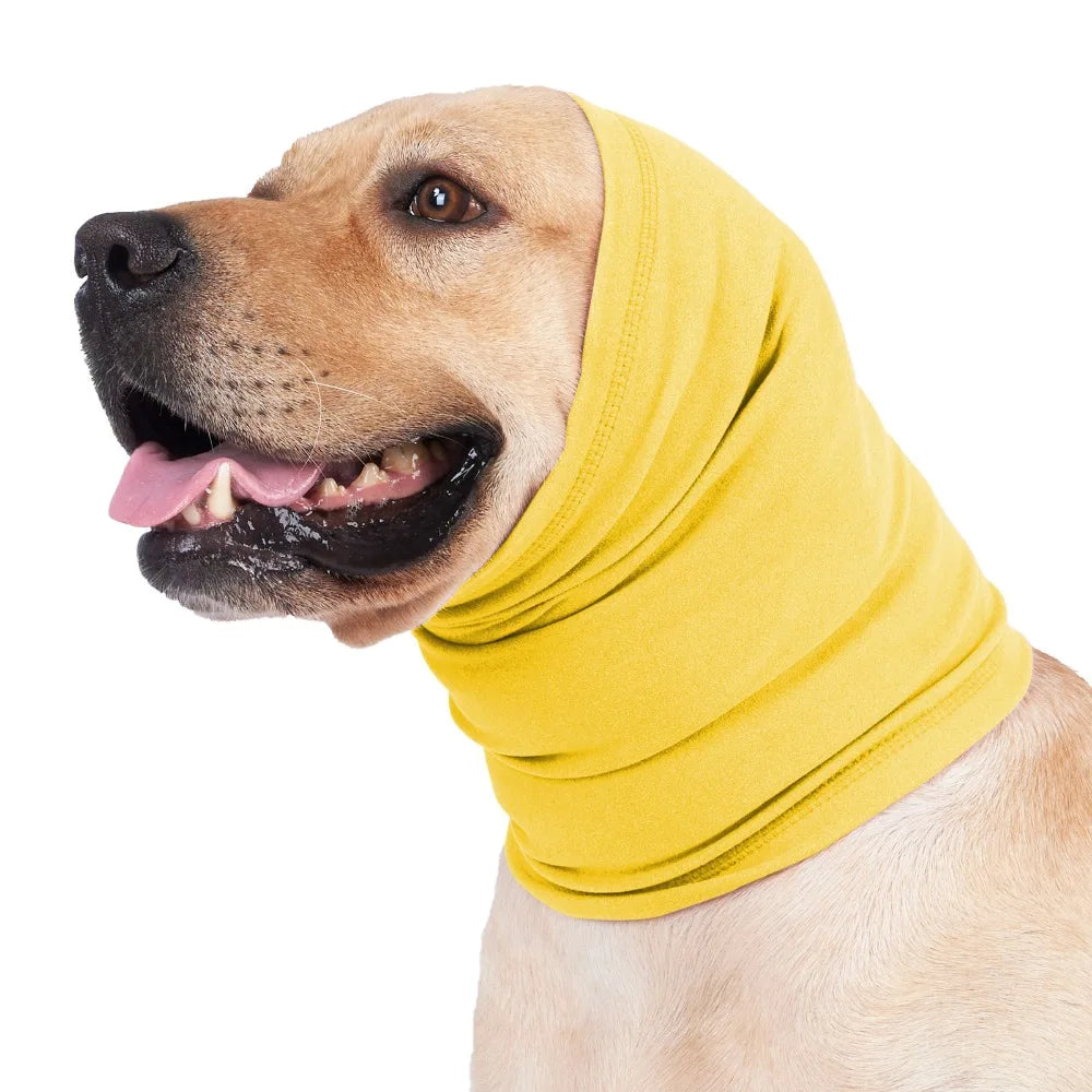 A light-colored dog wearing a yellow soothing ear muff.