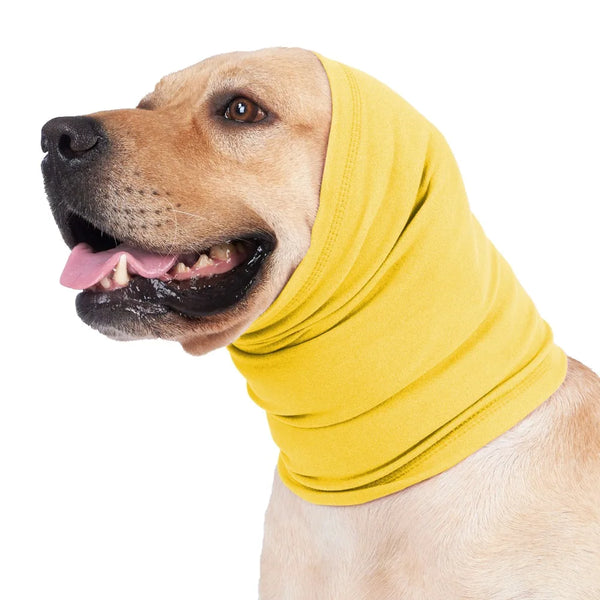 A light-colored dog wearing a yellow soothing ear muff.