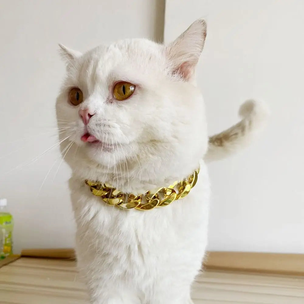 Eine weiße Katze mit einem goldfarbenen, verstellbaren Halsband-Anhänger.