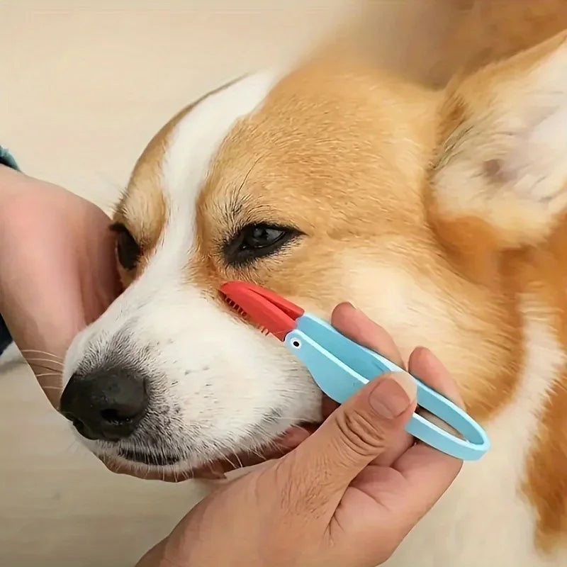 A person is using a red and blue comb to gently clean the tear stains from a dog's nose.