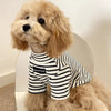 A light golden doodle wearing a black and white striped thermal dog sweater.