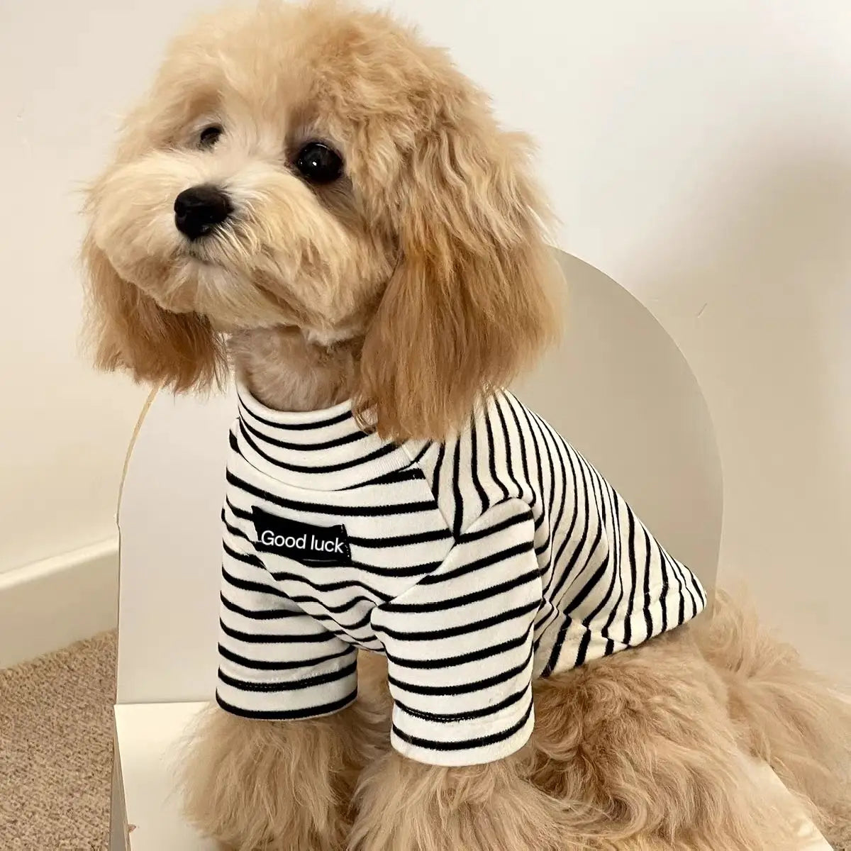 A light golden doodle wearing a black and white striped thermal dog sweater.