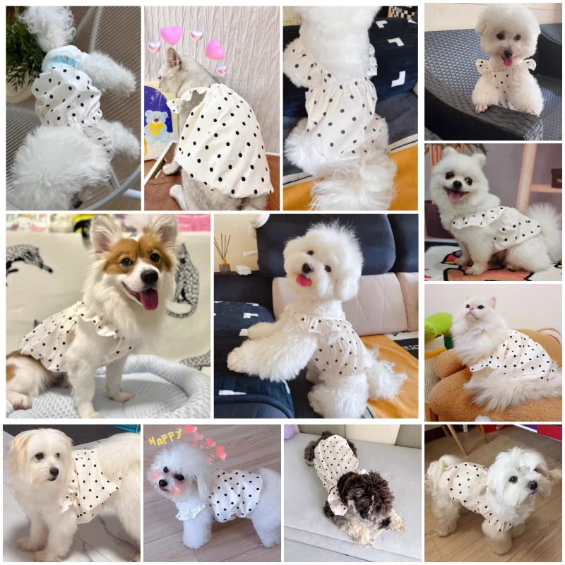 A collection of small dogs wearing various summer dot pet dresses and accessories.