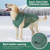 A golden retriever wearing a green back traction opening dog coat in a snowy outdoor setting.