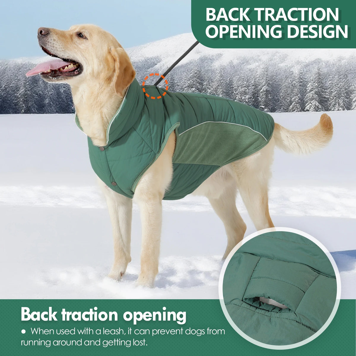 A golden retriever wearing a green back traction opening dog coat in a snowy outdoor setting.