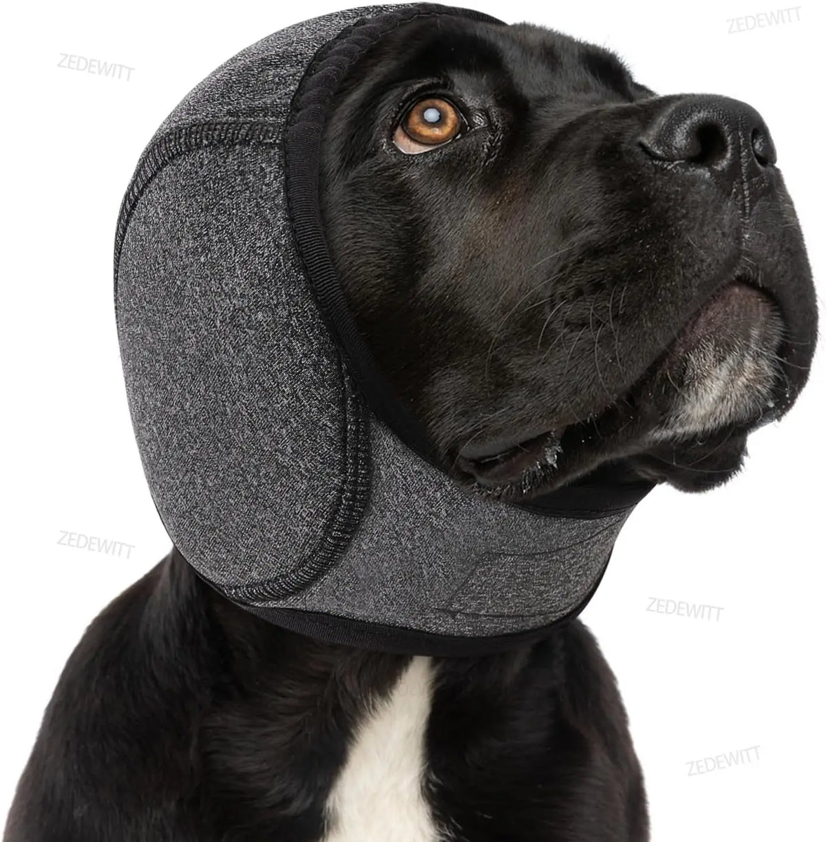 A black dog wearing a gray durable ear muff for noise reduction and anxiety relief.