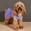A light brown poodle wearing a purple polka dot dog dress with a matching bow.