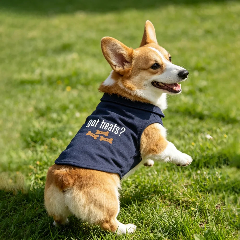 A small brown and white dog wearing a navy blue polo vest with the text Got treats?