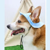 A brown and white dog wearing a light blue pet sun hat with ear holes.