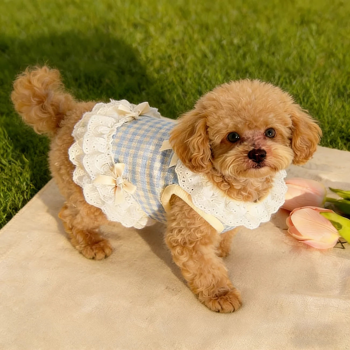 Ein flauschiger, goldfarbener Hund trägt ein weißes Spitzen- und blau kariertes Sommerkleid im Freien.