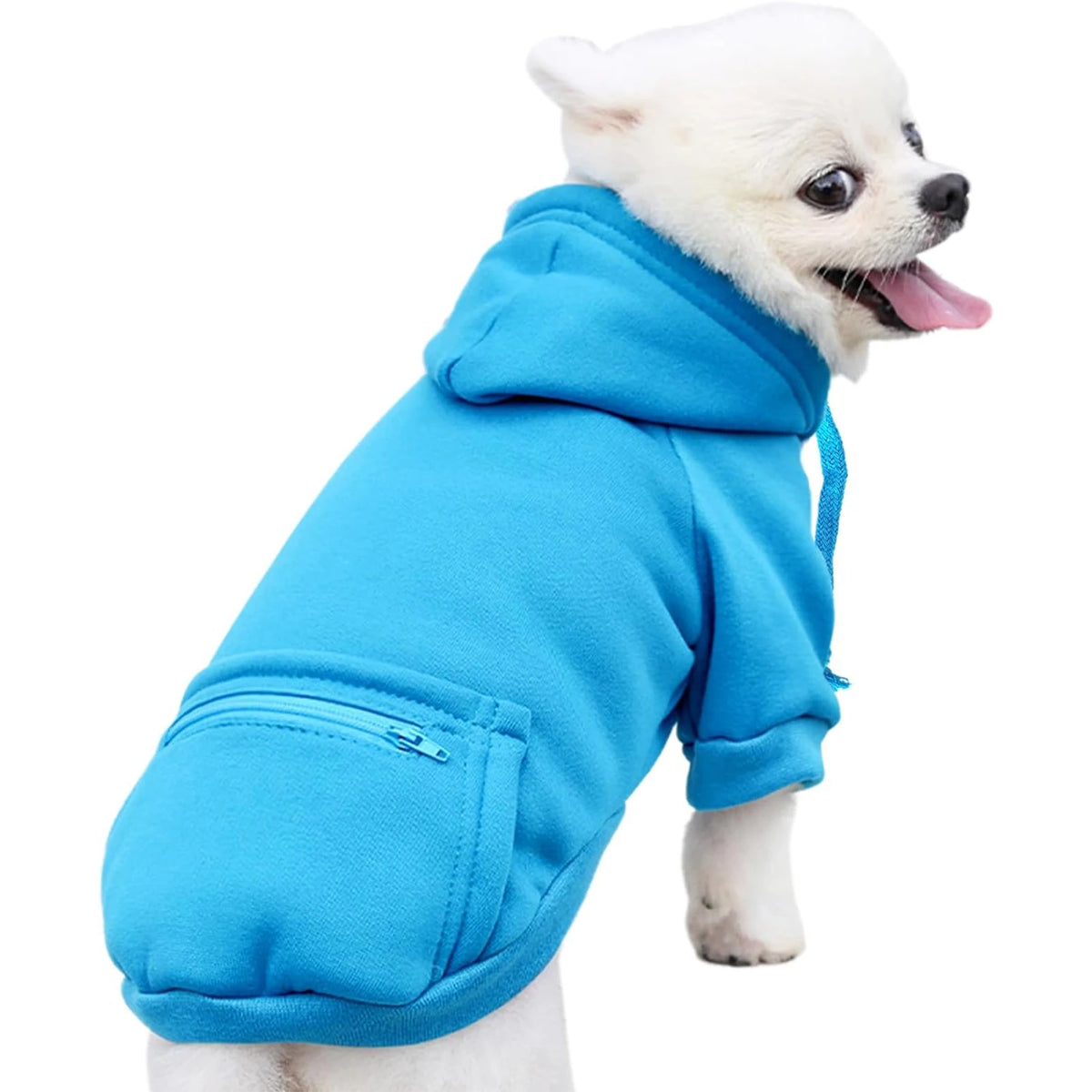 A white dog wearing a bright blue zippered hoodie.