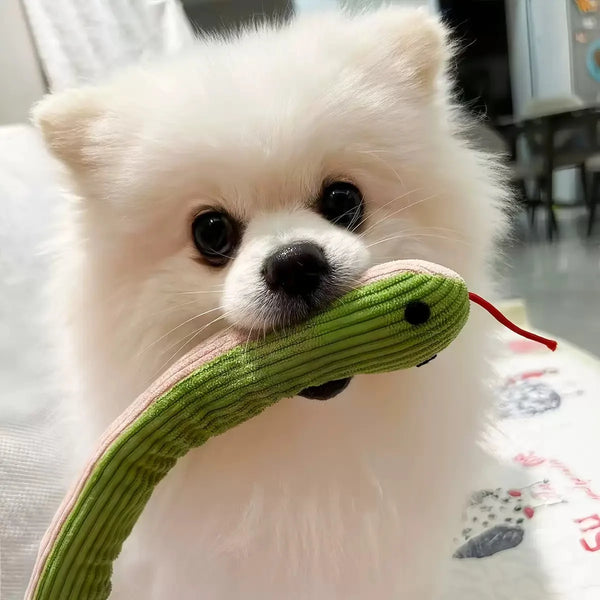 A fluffy white dog holding a green crinkle snake toy.