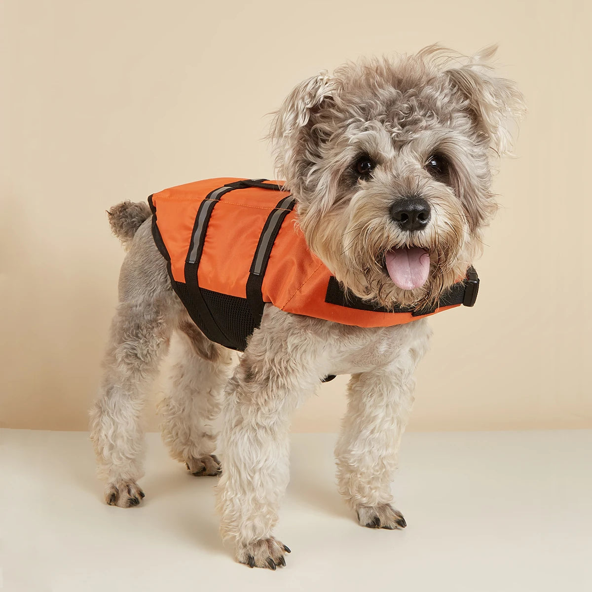 Un petit chien duveteux portant un gilet de sauvetage orange et noir réfléchissant.