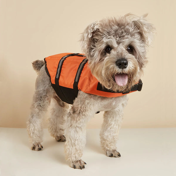 A small, fluffy dog wearing an orange and black reflective life vest.