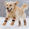 A light-colored dog is standing in the snow wearing knitted anti-slip socks.
