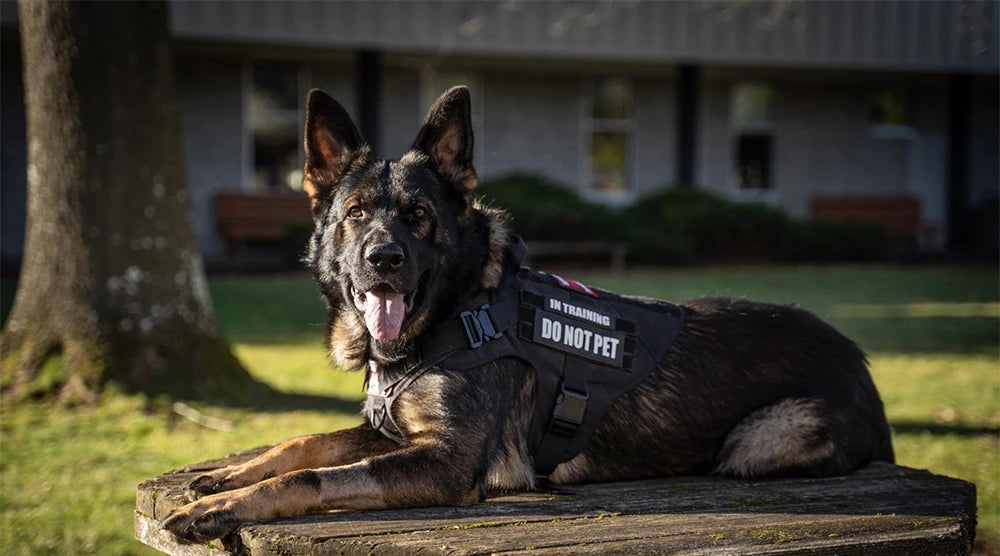 A black German Shepherd dog wearing a training harness is lying on a wooden surface outdoors.