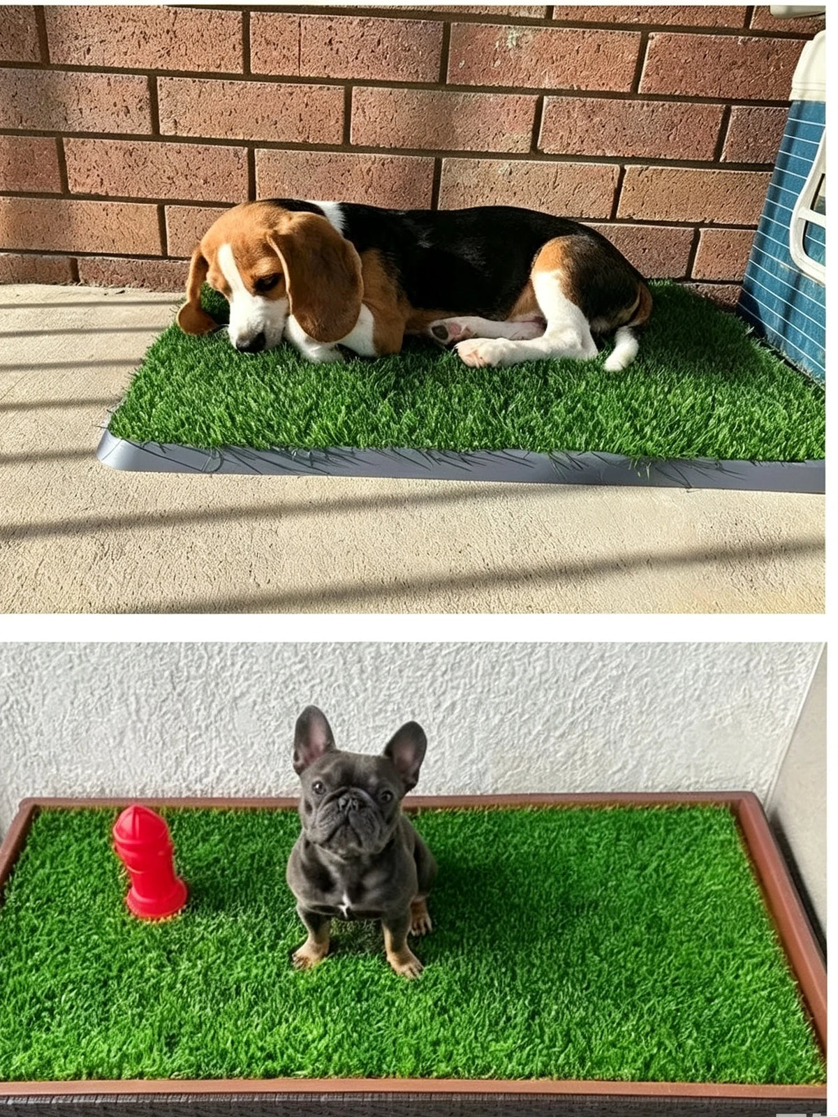 Ein Hund liegt auf einer grünen Kunstgrashundebutty-Matte im Freien.