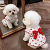 A fluffy white puppy wearing a red bow print dress sitting in front of a framed mirror.