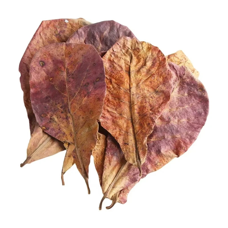 Dried, reddish-brown natural fish cleaning leaves for aquarium tanks