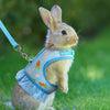 A light brown rabbit wearing a blue mesh harness and leash, standing in green grass.