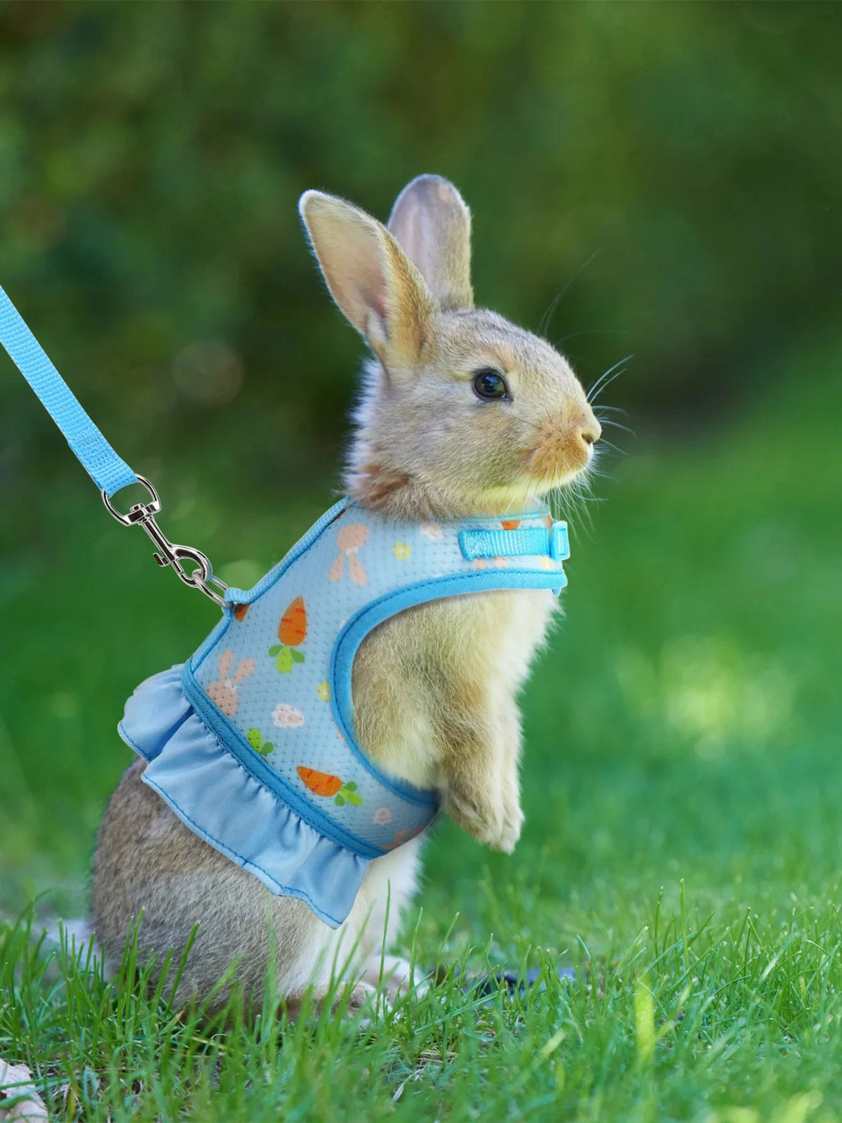 A light brown rabbit wearing a blue mesh harness and leash, standing in green grass.