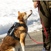 A brown and white service dog wearing a black harness with a red leash, standing outdoors.