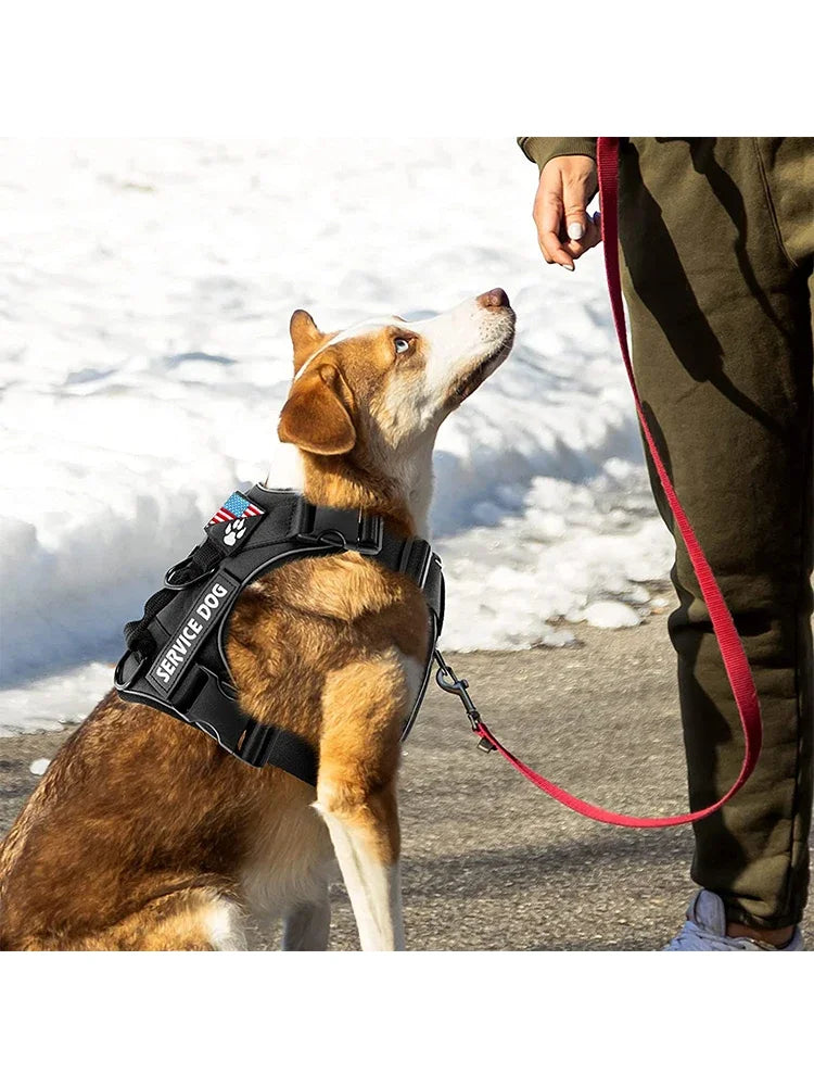 A brown and white service dog wearing a black harness with a red leash, standing outdoors.
