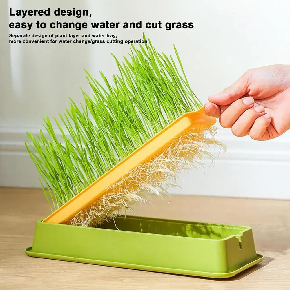 An orange layered tray containing green cat grass shoots, demonstrating a convenient way to change water and cut the grass.