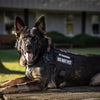 A black German Shepherd wearing a tactical dog harness with collar and MOLLE pouches, lying on a wooden surface.