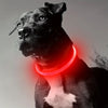 Un chien noir portant un collier LED rouge lumineux pour la sécurité et la visibilité.