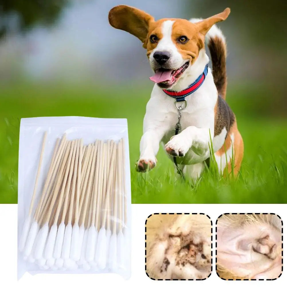 Ein Hund schaut auf eine Packung wiederverwendbarer Wattestäbchen zur Reinigung von Tierohren mit Nahaufnahmen der Stäbchen.