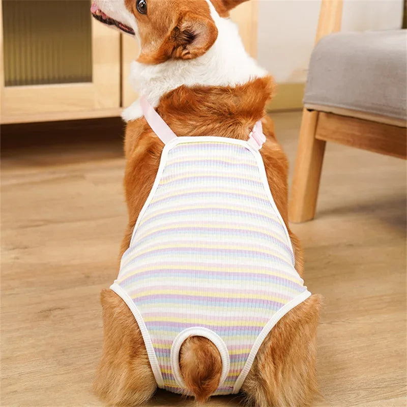 Ein braun-weißes Hund, das ein hell gestreiftes Zugschnaller- oder Schultergurt trägt.