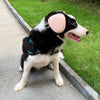 A black and white dog wearing pink noise reducing ear muffs while standing on a sidewalk next to grass.
