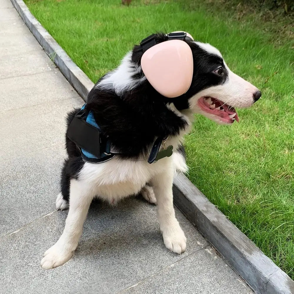 A black and white dog wearing pink noise reducing ear muffs while standing on a sidewalk next to grass.