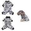 A small dog wearing a black and white zebra print cozy winter outfit.
