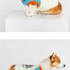 A small, fluffy dog wearing a light cream vest with blue and orange accents.