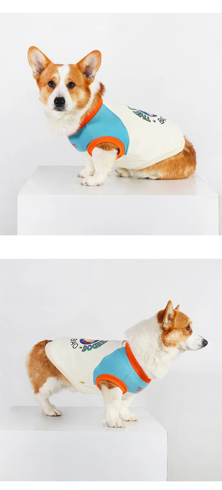 A small, fluffy dog wearing a light cream vest with blue and orange accents.
