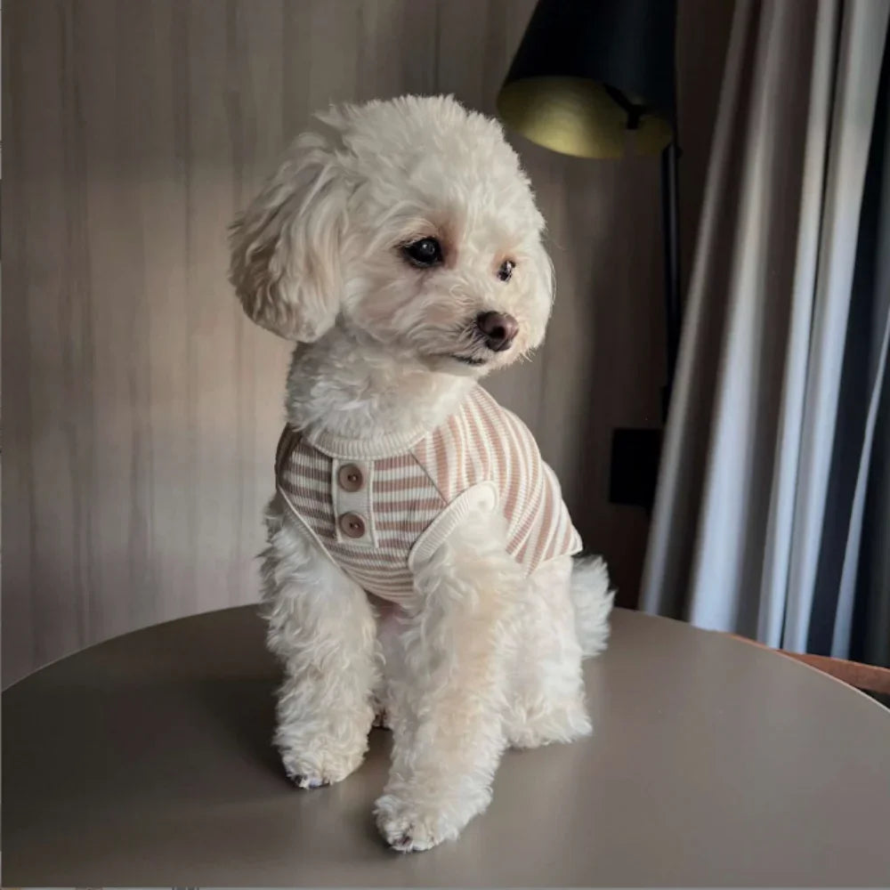 A fluffy white dog wearing a knitted striped vest sitting on a table.