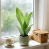 A potted artificial snake plant with broad green leaves sits on a windowsill next to a cup and a woven basket.