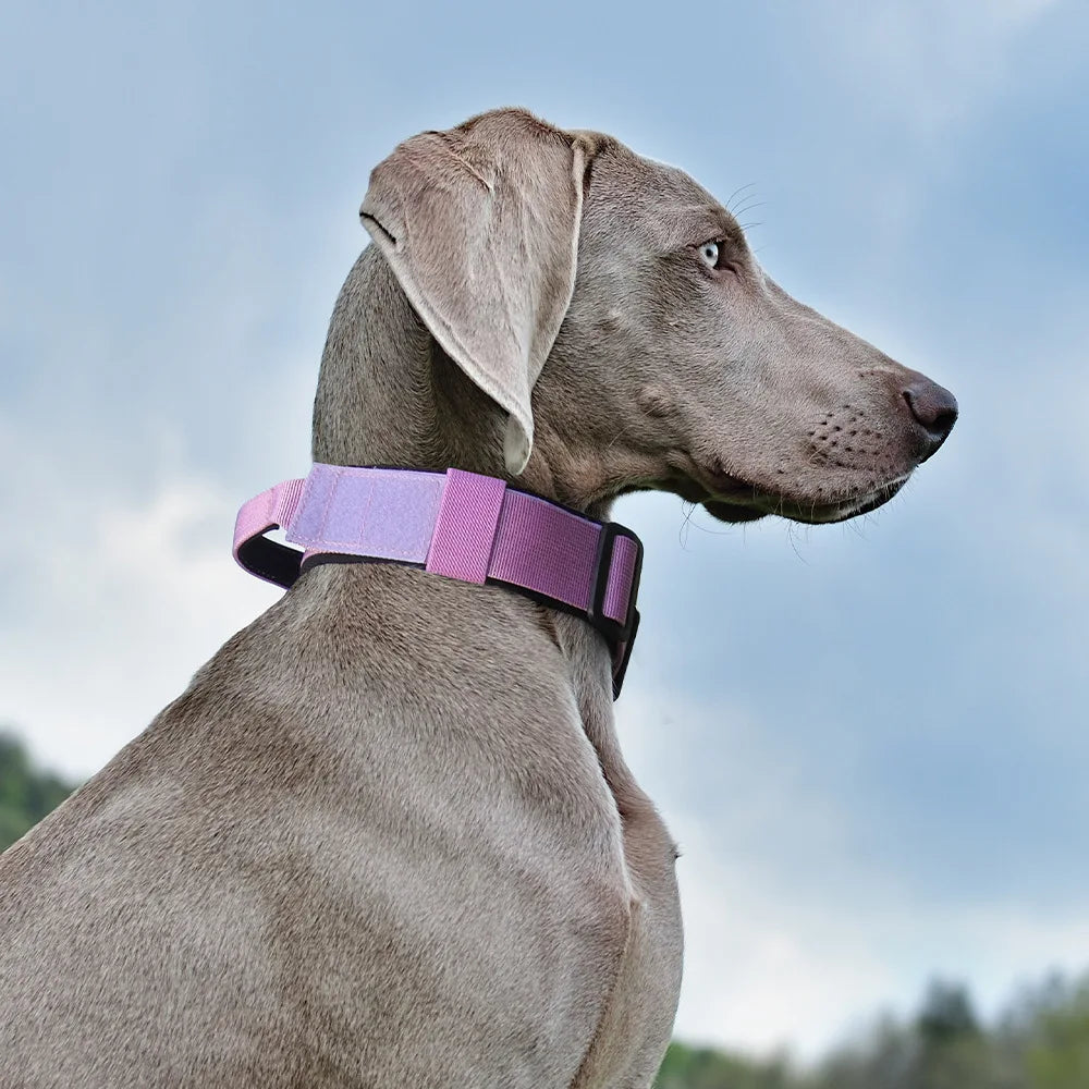 A gray dog wearing a purple tactical collar, looking to the right against a cloudy sky.