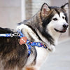 A husky dog wearing a blue and white patterned silicone AirTag holder collar.
