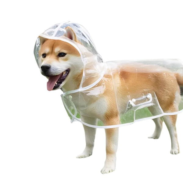 Un chien Shiba Inu brun clair portant un imperméable transparent.